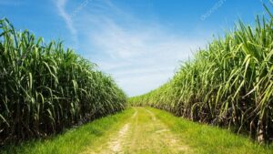 Sugar & Bio Processing